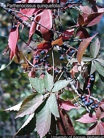 Virginia-creeper